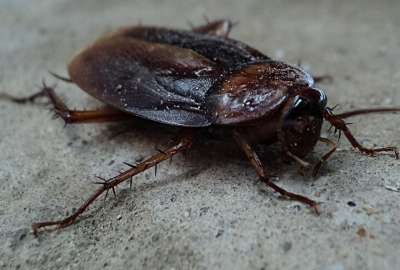 Hombre provoc&oacute; un incendio al intentar matar una cucaracha