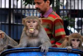 Inteligencia artificial podr&iacute;a anticipar la transmisi&oacute;n de futuras infecciones de animales a humanos