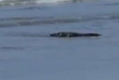Captaron un cocodrilo en las playas de Manab&iacute;