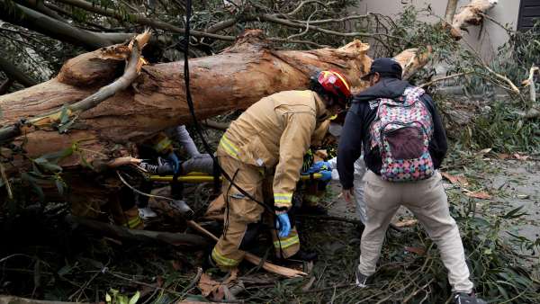 Un &aacute;rbol gigante cay&oacute; sobre dos mujeres y un menor de edad en Cuenca.