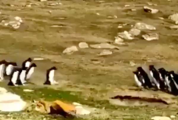 El encuentro de dos grupos de ping&uuml;inos.