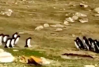 El encuentro de dos grupos de ping&uuml;inos.