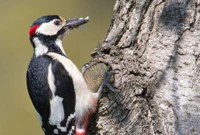 P&aacute;jaro carpintero llen&oacute; un cuarto entero con bellotas