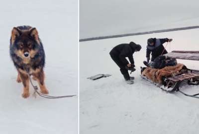 Perro le salv&oacute; la vida a su amo en la rep&uacute;blica rusa de Saj&aacute;
