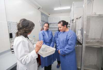 Proyecto de mosquitos est&eacute;riles para controlar el avance del dengue, chikungunya y zika en el pa&iacute;s