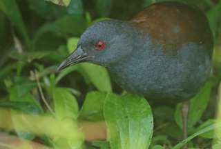 En Gal&aacute;pagos se halla especie de ave que se cre&iacute;a que estaba extinta