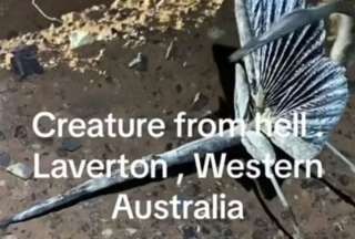 Experto se pronuncia sobre una extra&ntilde;a criatura grabada en Australia