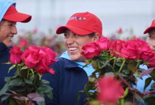 Ecuador env&iacute;a un mill&oacute;n de rosas a China en solo tres d&iacute;as