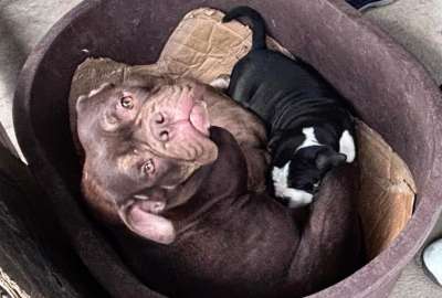 Un presunto caso de cr&iacute;a ilegal y maltrato animal se encontr&oacute; en Quito