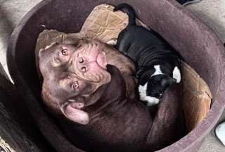 Inspecci&oacute;n en Quito revela presunto caso de cr&iacute;a ilegal y maltrato animal