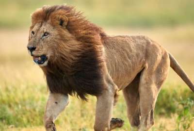 Un león fotografiado en la sábana africana.