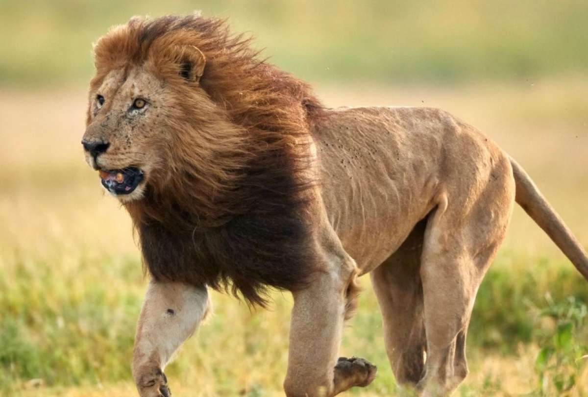 Un león fotografiado en la sábana africana. 