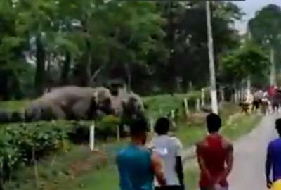 En la India, un joven termin&oacute; pisoteado por un elefante tras agredir al animal con piedras. 
