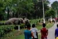 En la India, un joven terminó pisoteado por un elefante tras agredir al animal con piedras.