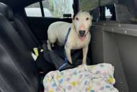 Un bull terrier de alrededor de un a&ntilde;o fue rescatado por la patrulla de carretera de Florida.