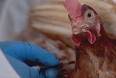 Las autoridades activaron protocolos de contenci&oacute;n de la influenza aviar 