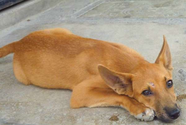 Refugios de animales en Quito no solventan situaci&oacute;n de los perros callejeros 