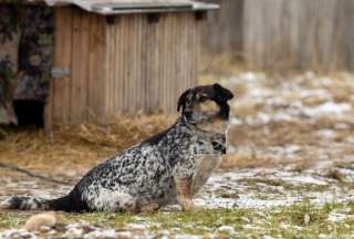 Quito: Municipio coordina acciones ante envenenamiento de perros