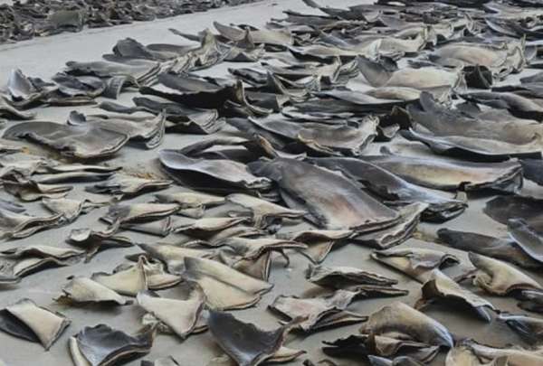 Un operativo contra el tr&aacute;fico de especies protegidas dej&oacute; 16.5 toneladas de aletas de tibur&oacute;n decomisadas en Manta.&nbsp;