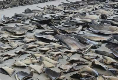 Un operativo contra el tr&aacute;fico de especies protegidas dej&oacute; 16.5 toneladas de aletas de tibur&oacute;n decomisadas en Manta.&nbsp;