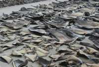 Un operativo contra el tráfico de especies protegidas dejó 16.5 toneladas de aletas de tiburón decomisadas en Manta. 