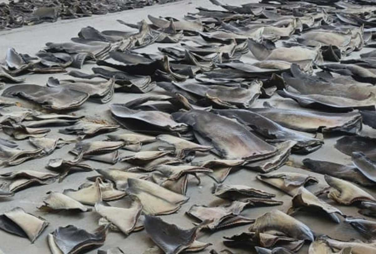 Un operativo contra el tráfico de especies protegidas dejó 16.5 toneladas de aletas de tiburón decomisadas en Manta. 