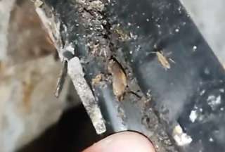 Heces y cucarachas: clausuran dos micromercados en Colimes