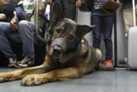Los animales podr&aacute;n ser trasladados a trav&eacute;s del transporte interprovincial. 