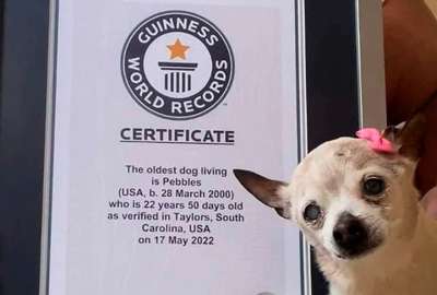 Pebbles, la perrita m&aacute;s longeva del mundo