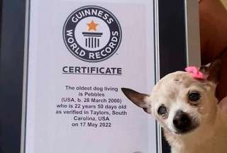 Pebbles, la perrita m&aacute;s longeva del mundo