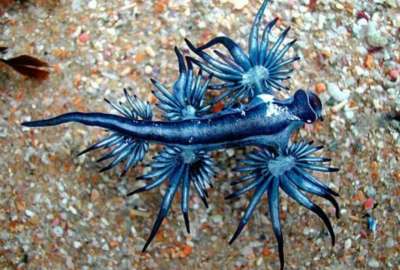 El "dragón azul" produce una picadura letal y causa reacciones alérgicas en seres humanos.