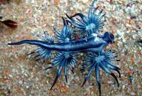 El "dragón azul" produce una picadura letal y causa reacciones alérgicas en seres humanos.
