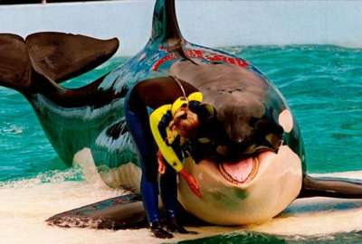 Lolita, la orca que ser&aacute; liberada tras 50 a&ntilde;os de cautiverio