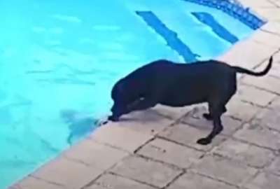 Un perro &lsquo;h&eacute;roe&rsquo; conquista las redes sociales