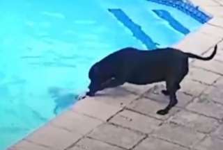 Un perro &lsquo;h&eacute;roe&rsquo; conquista las redes sociales