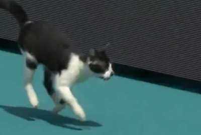 Este gato decidi&oacute; serla estrella de un partido de tenis y lo consigui&oacute;.