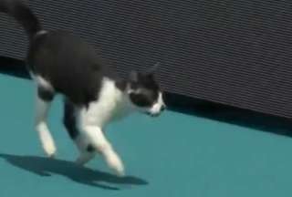 Estados Unidos: Un gato se rob&oacute; el protagonismo de un partido de tenis