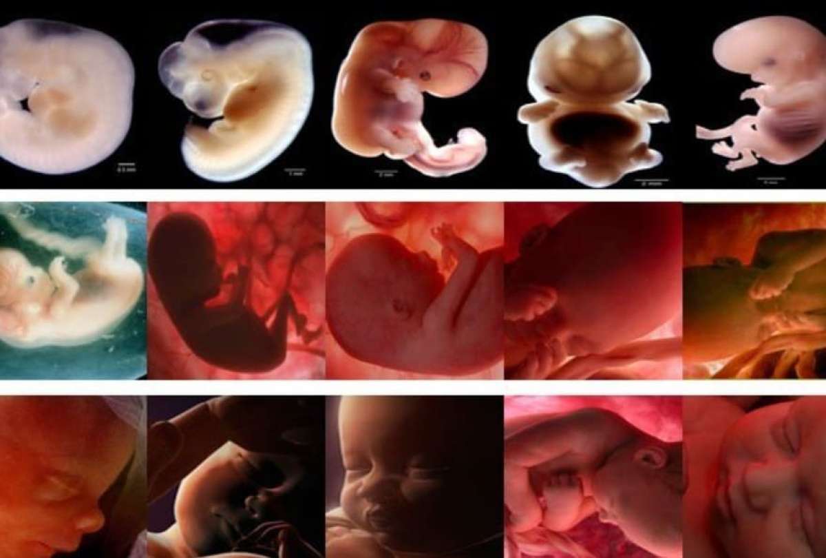 Hong Kong retira el visado a un cient&iacute;fico chino por modificar embriones gen&eacute;ticamente