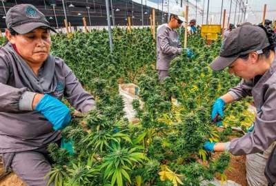 Colombia apunta a la legalizaci&oacute;n de la marihuana