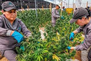 Colombia apunta a la legalizaci&oacute;n de la marihuana