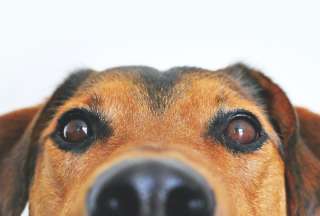 Logran eliminar tumores cancer&iacute;genos de perros y gatos