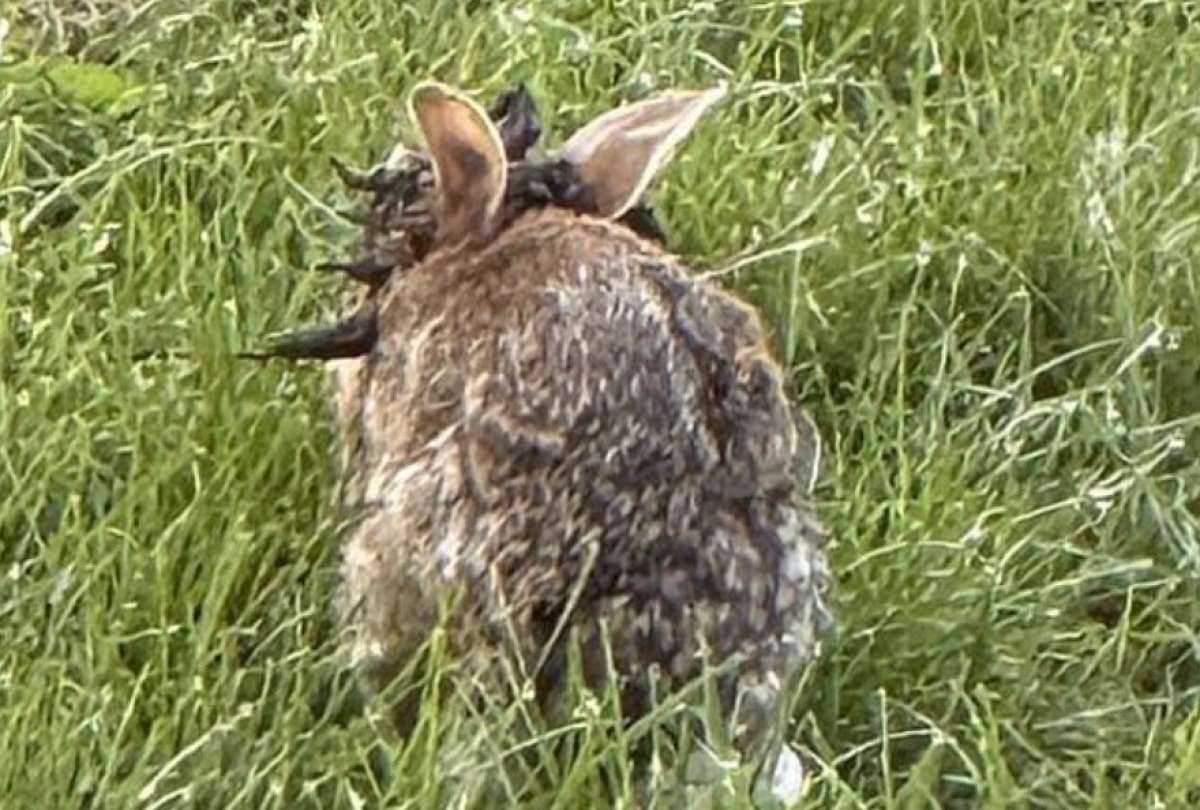 Los ‘conejos Frankestein’ asustan a la gente en Colorado.