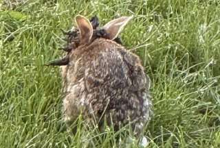 Aparecen en Colorado &lsquo;conejos Frankenstein&rsquo;