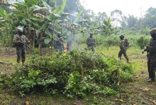 Queman plantaciones de coca en la frontera de Ecuador