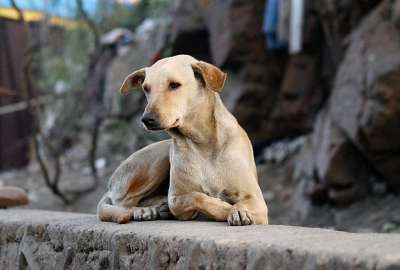 En Quito hay 150.000 perros en situaci&oacute;n de calle.