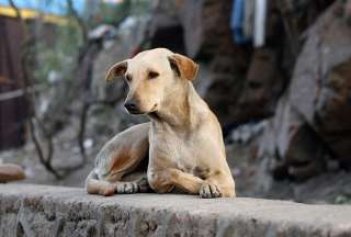 Quito: el 70% de perros que deambula en la calle tiene due&ntilde;o