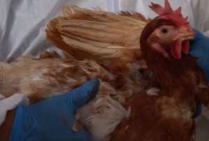 El Gobierno Nacional analiz&oacute; la compra de vacunas para inmunizar a las aves de corral.