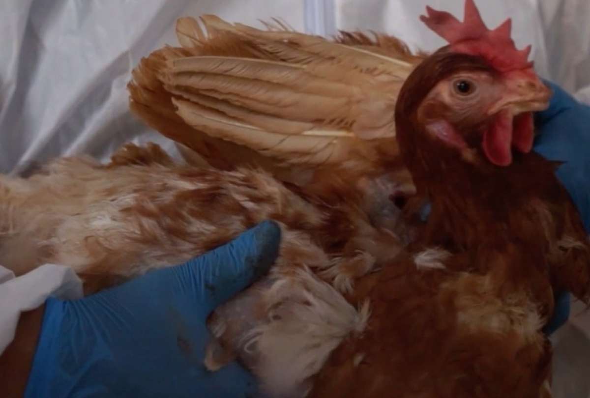 El Gobierno Nacional analiz&oacute; la compra de vacunas para inmunizar a las aves de corral.