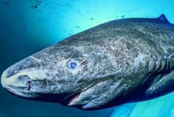 El tibur&oacute;n de Groenlandia es uno de los animales m&aacute;s longevos que existen.