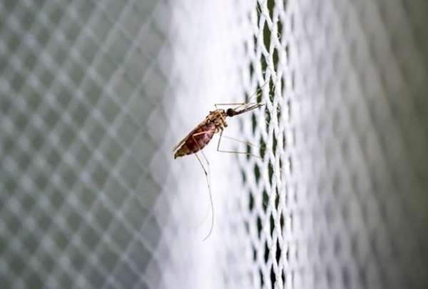 El oropuche es transmitido por un insecto tropical llamado jej&eacute;n. 